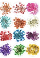 KB Encapsulated Dried Flowers